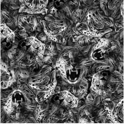 Leopard heads TR Hydrographics Film PACK